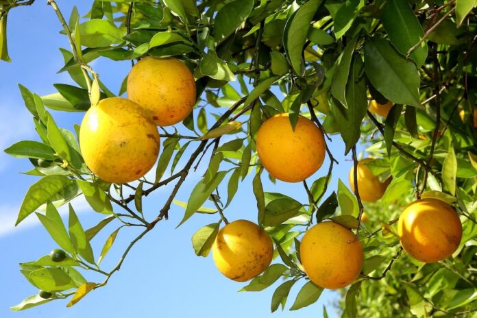 Plantação de laranjas em Nova América da Colina/ Foto: Jaelson Lucas / AEN