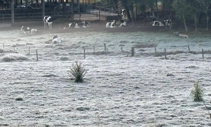 geada em Piraí do Sul, Paraná