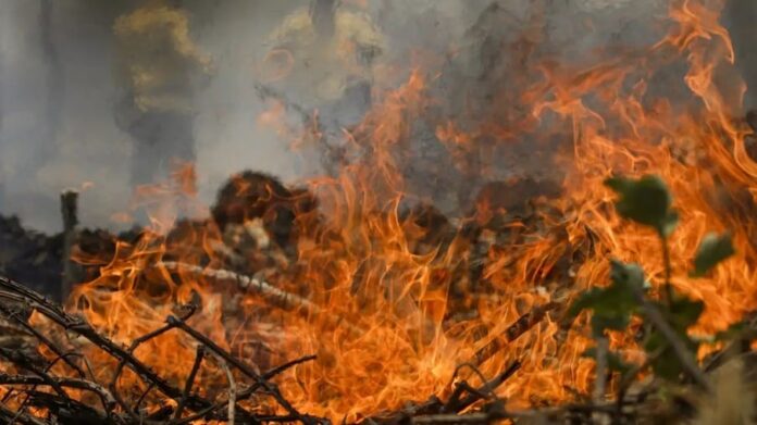 incendios-pantanal-animais, fazenda