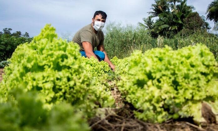 Agricultura familiar