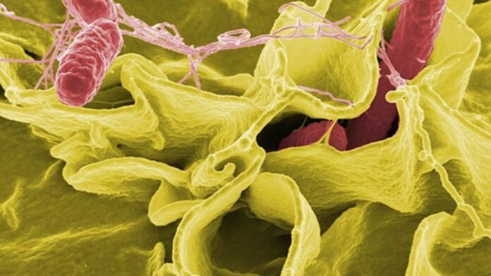 Micrografia eletrônica de digitalização colorida mostrando Salmonella Typhimurium (vermelho) invadindo células humanas em cultura