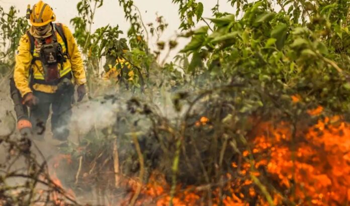 incêndio florestal focos de calor