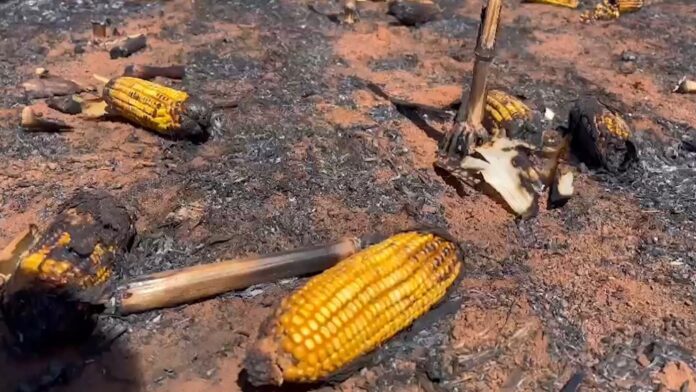 lavoura de milho em nova mutum queimada por incêndio foto pedro silvestre canal rural mato grosso