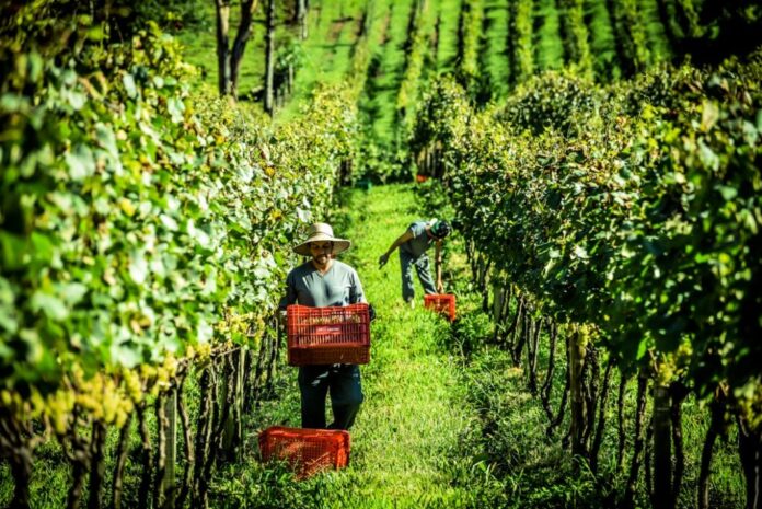 Indicação geográfica pode valorizar produtos em até 50%, revela especialista