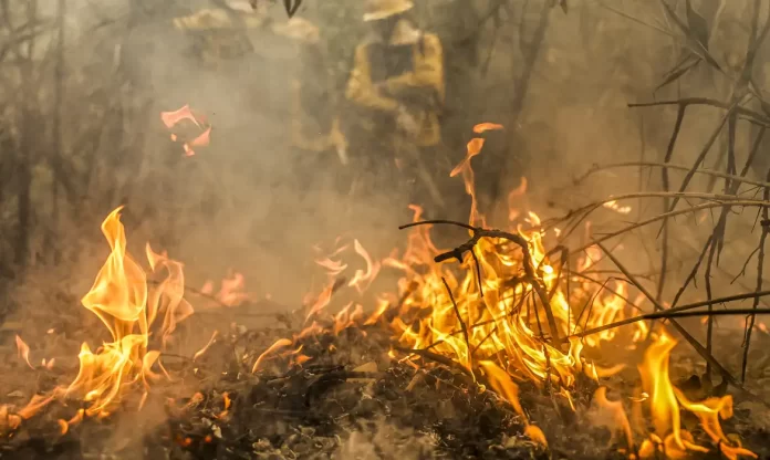 incêndio cana-de-açúcar