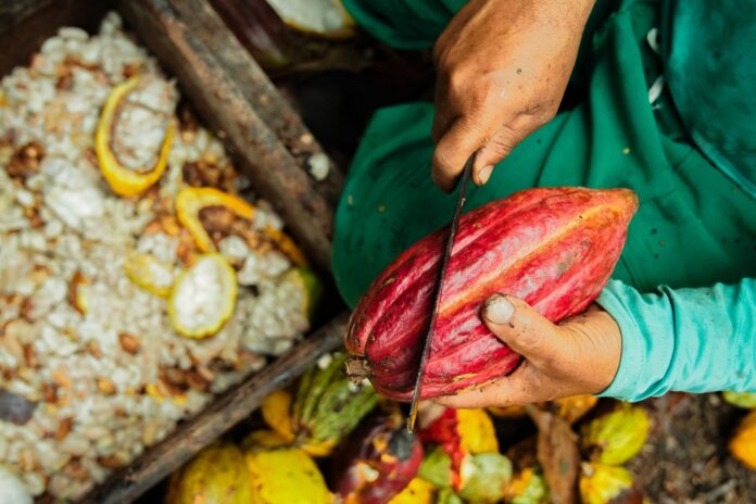 plantação de cacau, pé de cacau, cacauicultura, cacau, commodity, preço, produtores, demanda