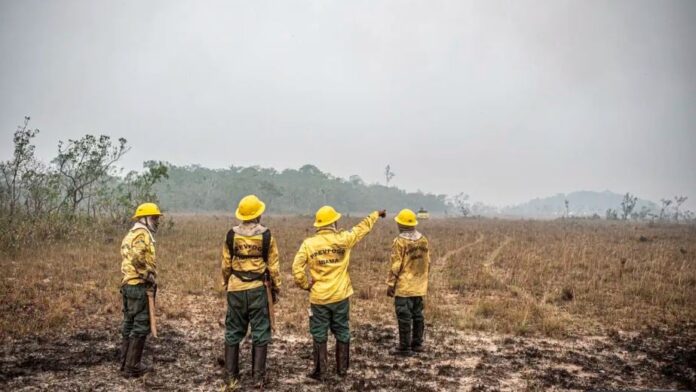 incêndio florestal brigadistas