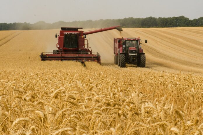 trabalho, agro, agronegócio, colheita, trigo, Cepea