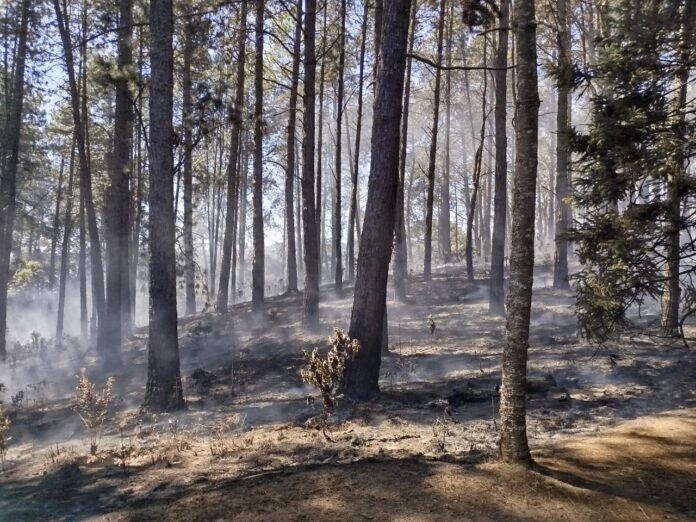 Incêndios em SP: Faesp mobiliza sindicatos rurais e cria canal de denúncias