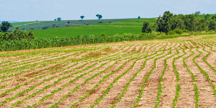 soja embrapa plantio fevereiro paraná