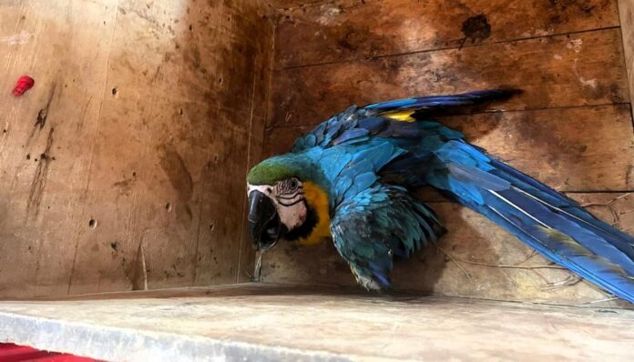 Corpo de Bombeiros resgata onça-parda e mais dois animais em situação de risco