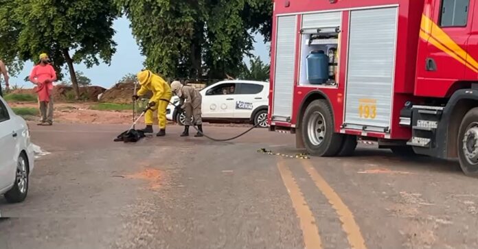 Bombeiros socorrem bebê, crianças e cão atacados por abelhas em MT