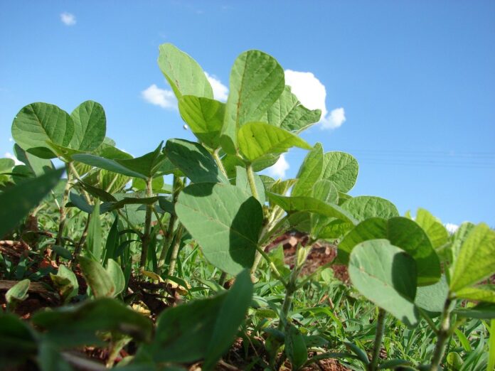 consultoria-plantio-soja - imea - mato grosso