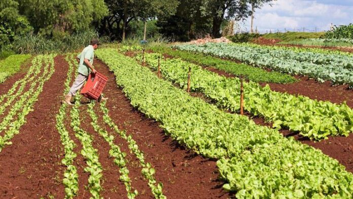 Agricultura familiar, pronaf, bndes