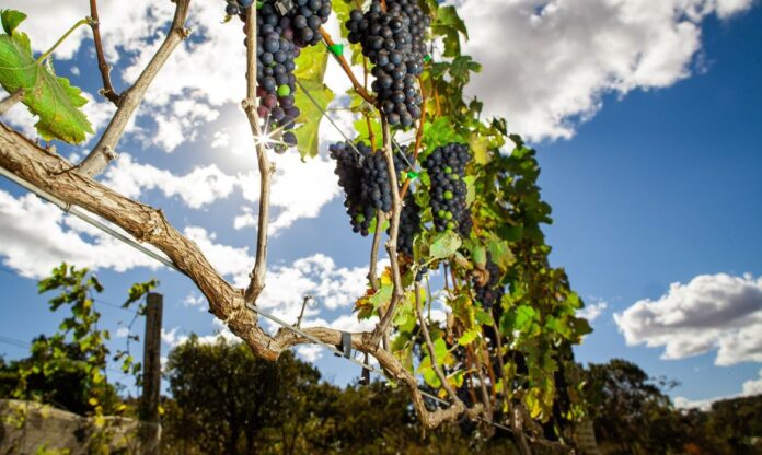 Plantação de Uva Syrah vinho