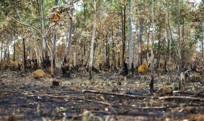 incêndio em APA no DF