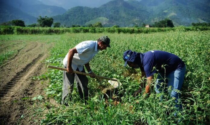 agricultores, garantia safra, governo, benefício