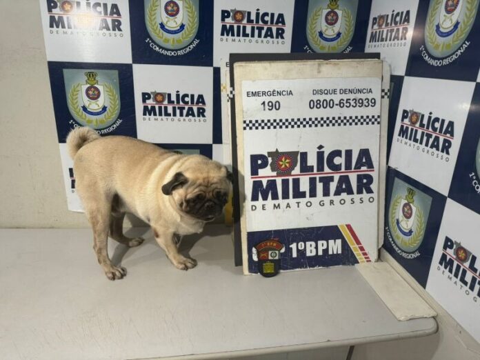 Bandidos sequestram Pug e pedem resgate de R$ 400