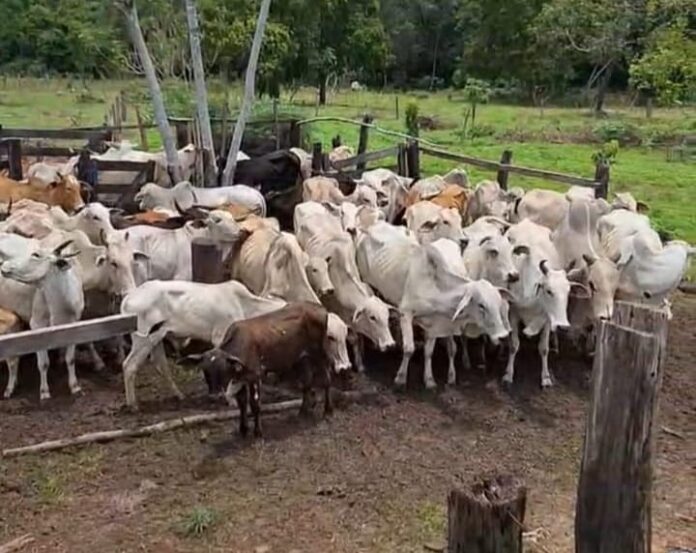 Cabeças de gado furtadas em Aragarças são recuperadas em ação integrada da Polícia