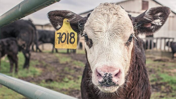 Carne bovina foi alvo de críticas na França