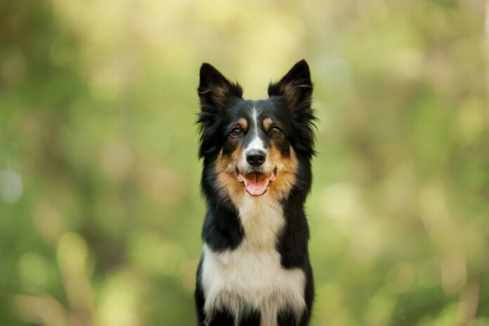 Border collie olhando de frente