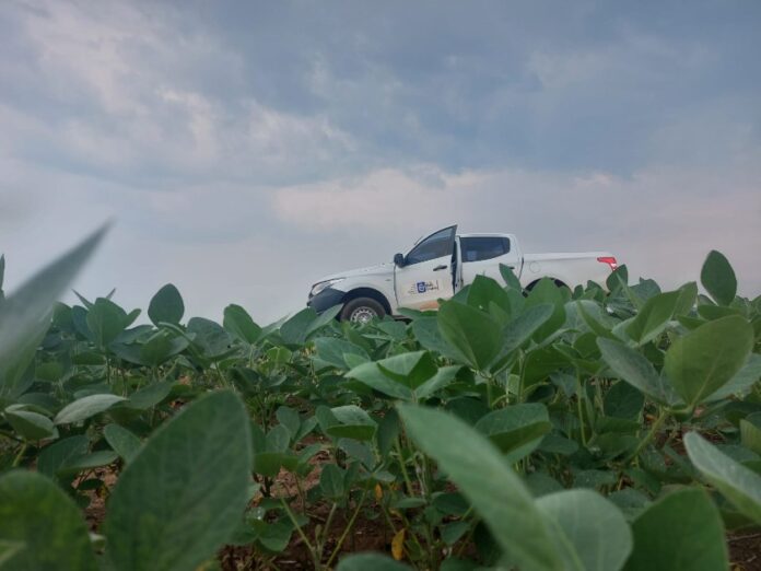 Prazo para plantio de soja em Mato Grosso termina no dia 07 de janeiro