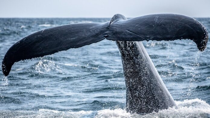 A Agência de Pesca do Japão adicionou neste ano as baleias-comuns à sua lista de três espécies do mamífero que podem ser legalmente caçadas