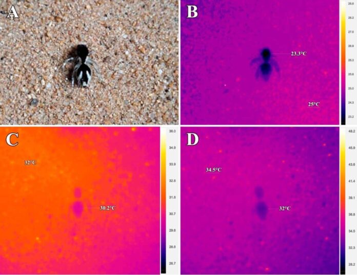 Imagens da formiga em várias ondas de luz