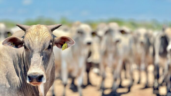 Mato Grosso registra aumento de 18,2% no abate de bovinos e mantém crescimento no setor pecuário, segundo IBGE