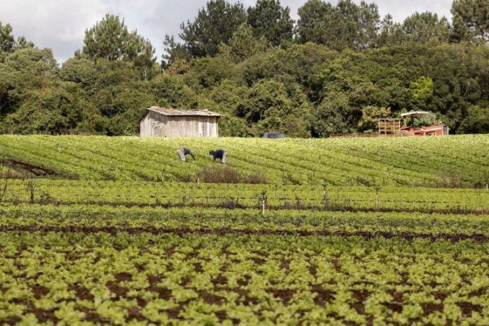 Agricultores trabalham em plantação em propriedade de agricultura familiar