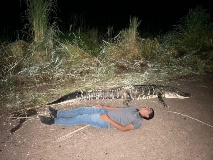 Jacaré gigante de 3 metros é encontrado morto em r