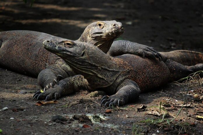 Dois dragões-de-Komodo descansam lado a lado em um ambiente natural. O réptil em primeiro plano exibe suas garras robustas no chão, enquanto o outro repousa com uma das patas sobre o companheiro, criando uma cena de proximidade. Ambos possuem escamas escuras com tons alaranjados no corpo, capturando a textura marcante de suas peles. A luz suave ilumina seus corpos, destacando detalhes únicos e expressões serenas.