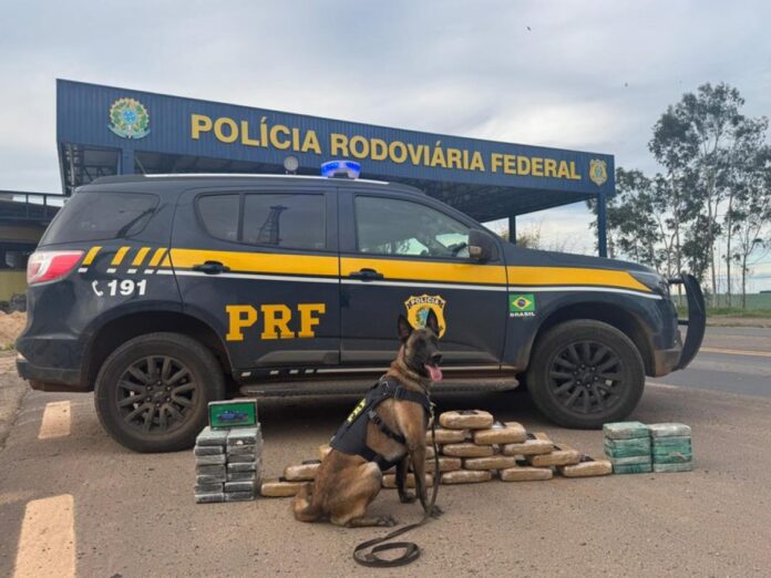 Cão farejador ajuda encontrar 46 kg de drogas em caminhão