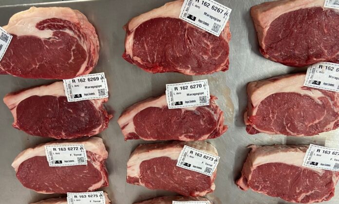 Amostras de carne que serão analisadas na Embrapa Pecuária Sul