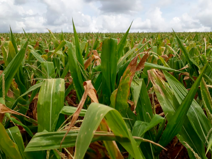 Forte seca provoca quebra de safra no milho do Rio Grande do Sul, falta de chuva