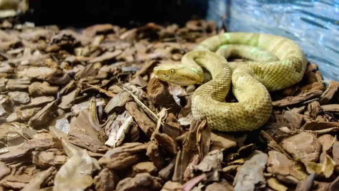 Cobra Bothrops insularis, conhecida como jararaca dourada. Endêmica da Ilha da Queimada Grande, na costa do estado de São Paulo, no Brasil