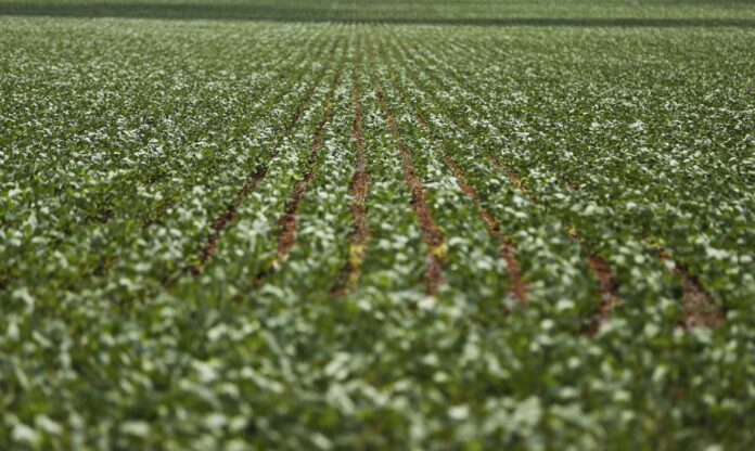 PIB do Agro, CNA, BrasilAgro, Bolívia