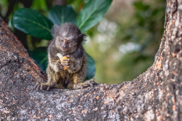 macaco sagui