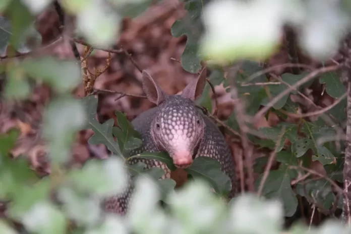 Imagem mostra tatu-galinha em seu habitat natural. 