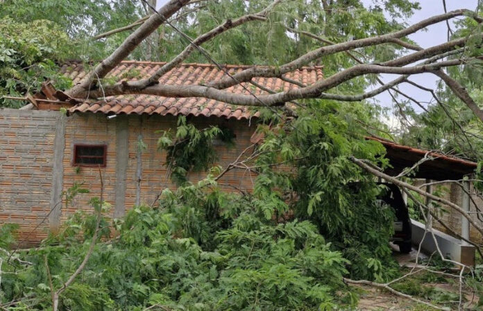 Temporal derruba árvores e bloqueia vias em bairro de Araguaiana; veja imagens