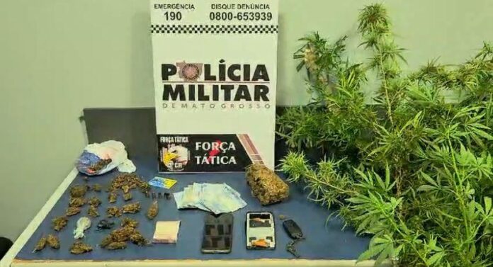 Força Tática prende homem com porções e pés de maconha em Sinop - 