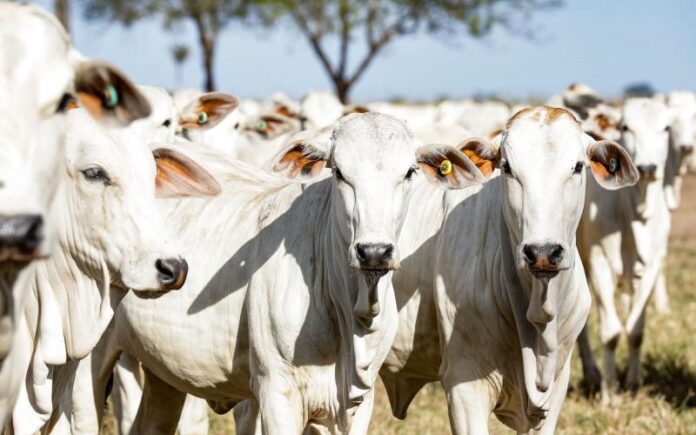 Araguaiana cria Selo de Inspeção Municipal para produtos de origem animal