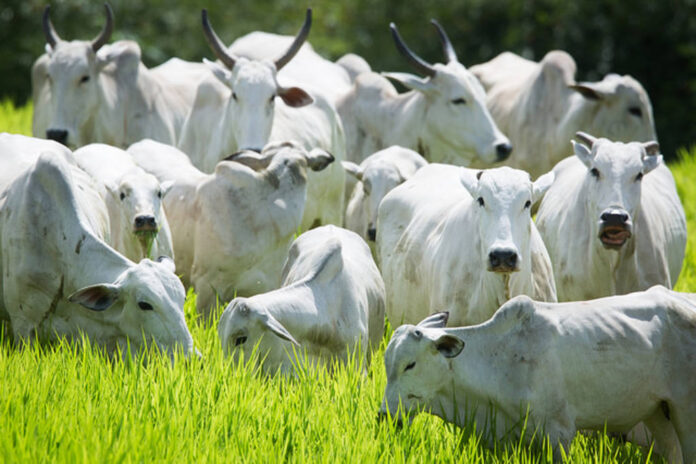 boiada gado bovino arroba do boi gordo carne bovina preços