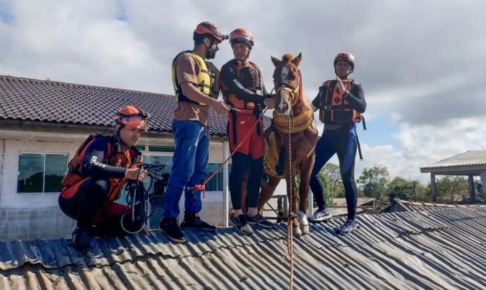 animais resgatados cavalo RS