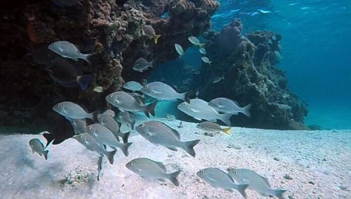 Cardume de peixes nada no fundo do mar