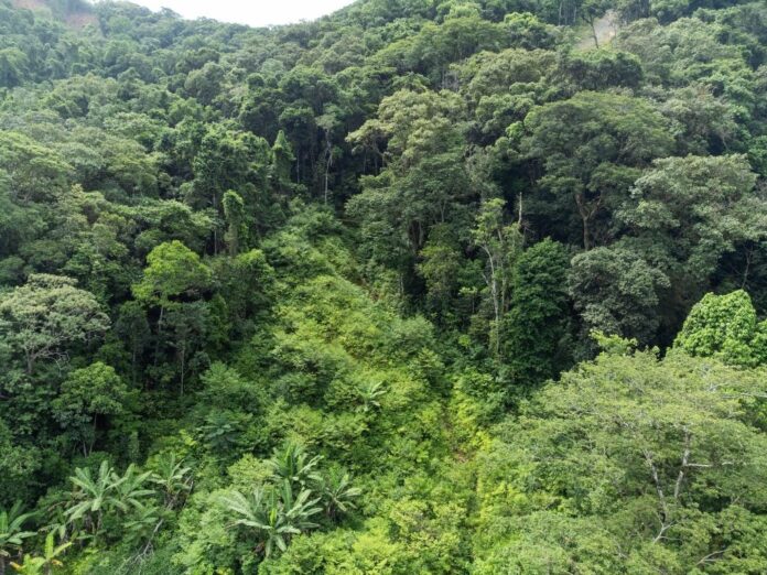 Recuperação Mata Atlântica Litoral Norte de SP