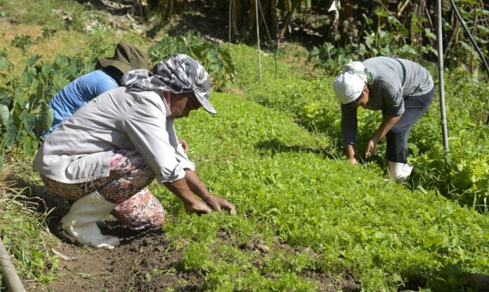 agricultura familiar, mulheres projeto