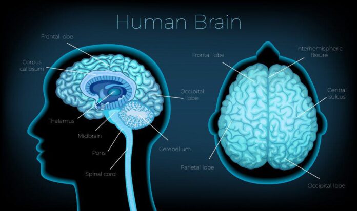 ilustração mostrando as áreas do cérebro