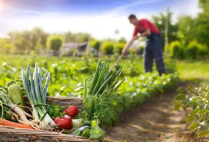 Prefeitura de General Carneiro quer comprar 100% de produtos da agricultura familiar para merenda escolar