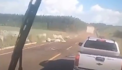 Carreta atropela boiada em Mato Grosso do Sul